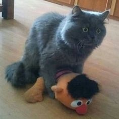 One does not simply have to caption this meme | J | image tagged in memes,cats,bernie sanders | made w/ Imgflip meme maker