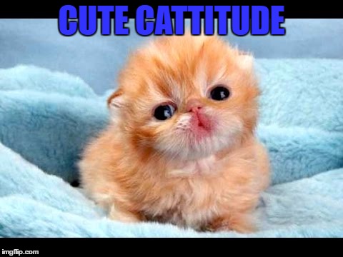 Aawww | CUTE CATTITUDE | image tagged in cat,kiss,love,cute | made w/ Imgflip meme maker