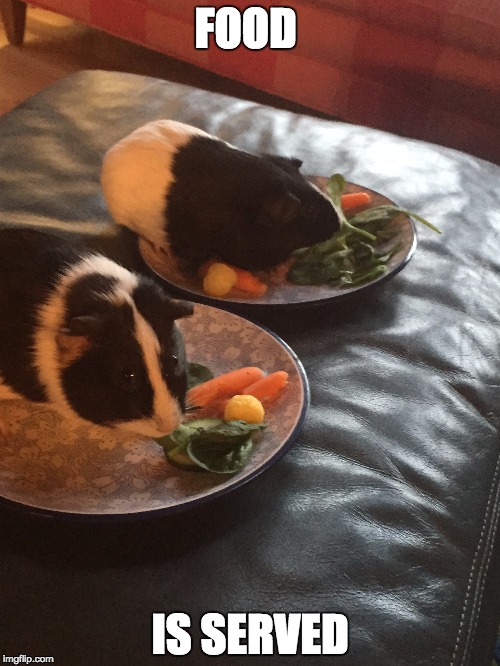 FOOD; IS SERVED | image tagged in guinea pig | made w/ Imgflip meme maker