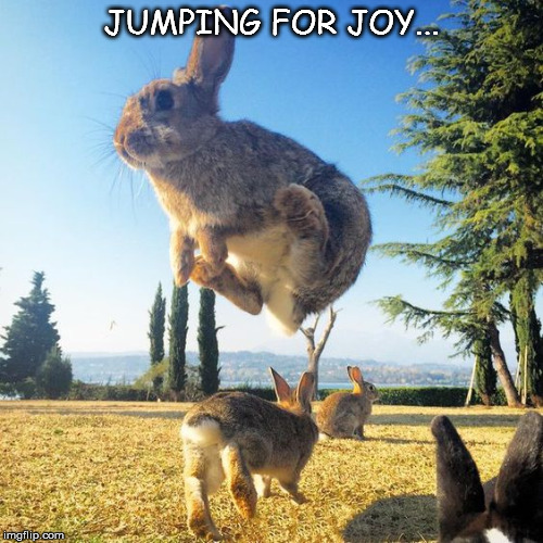 A rabbit jumping for joy