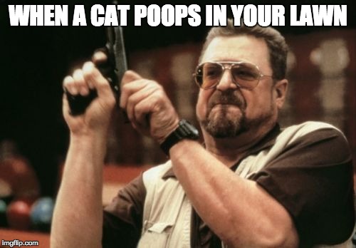 Am I The Only One Around Here | WHEN A CAT POOPS IN YOUR LAWN | image tagged in memes,am i the only one around here | made w/ Imgflip meme maker