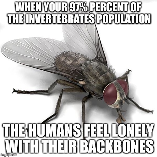 Scumbag House Fly | WHEN YOUR 97% PERCENT OF THE INVERTEBRATES POPULATION; THE HUMANS FEEL LONELY WITH THEIR BACKBONES | image tagged in scumbag house fly | made w/ Imgflip meme maker