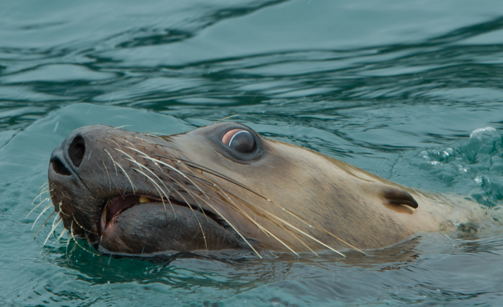 Sealion Blank Meme Template