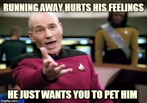 Picard Wtf Meme | HE JUST WANTS YOU TO PET HIM RUNNING AWAY HURTS HIS FEELINGS | image tagged in memes,picard wtf | made w/ Imgflip meme maker
