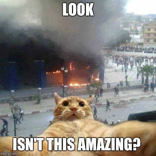 Selfie cat | LOOK; ISN'T THIS AMAZING? | image tagged in selfie cat | made w/ Imgflip meme maker