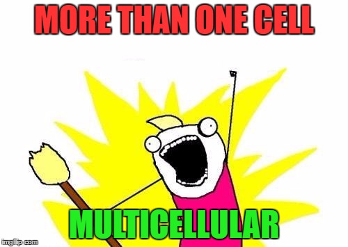 X All The Y | MORE THAN ONE CELL; MULTICELLULAR | image tagged in memes,x all the y | made w/ Imgflip meme maker