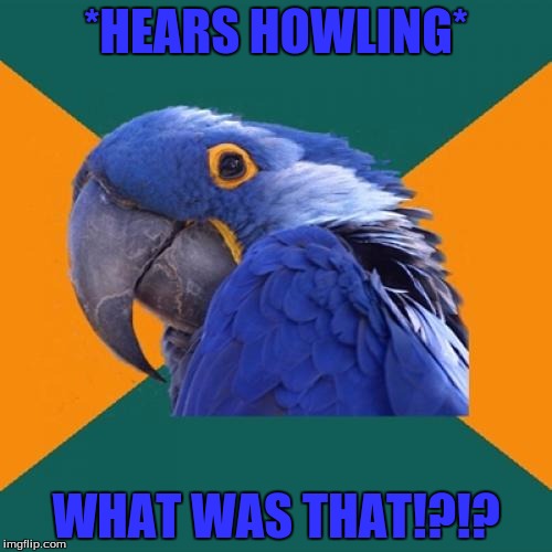 Paranoid Parrot Meme | *HEARS HOWLING*; WHAT WAS THAT!?!? | image tagged in memes,paranoid parrot | made w/ Imgflip meme maker