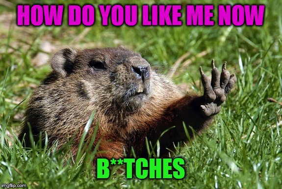 Woodchuck Nope | HOW DO YOU LIKE ME NOW; B**TCHES | image tagged in woodchuck nope | made w/ Imgflip meme maker