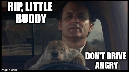 PETA protest -- the groundhog didn't reincarnate... |  RIP, LITTLE BUDDY; DON'T DRIVE ANGRY | image tagged in it's groundhog day again | made w/ Imgflip meme maker