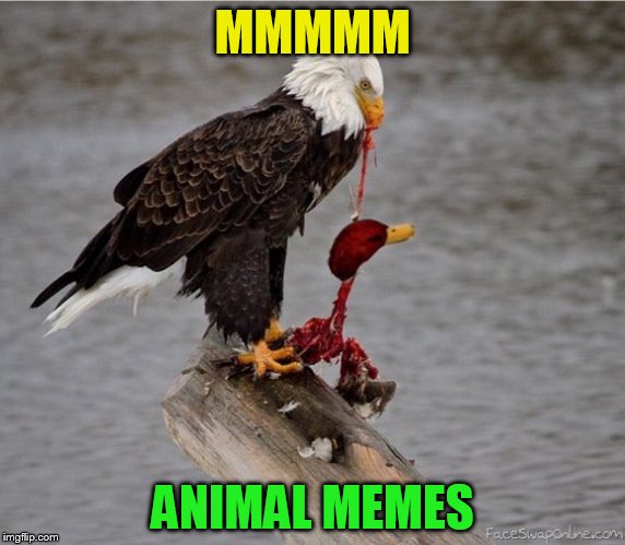 MMMMM ANIMAL MEMES | made w/ Imgflip meme maker