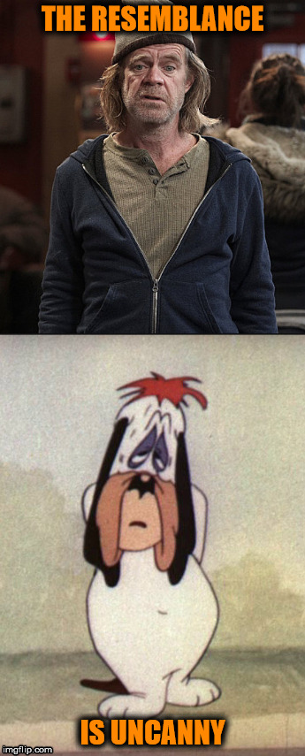William H. Macy's destined role | THE RESEMBLANCE; IS UNCANNY | image tagged in shameless,funny,funny meme,celebrity,cartoon,droopy | made w/ Imgflip meme maker