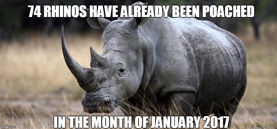 rhino | 74 RHINOS HAVE ALREADY BEEN POACHED; IN THE MONTH OF JANUARY 2017 | image tagged in rhino | made w/ Imgflip meme maker