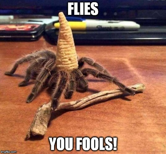 Tarantula Gandalf | FLIES; YOU FOOLS! | image tagged in tarantula gandalf | made w/ Imgflip meme maker