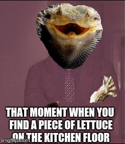 This a meme I made for my friend Jimmy who loves bearded dragons | THAT MOMENT WHEN YOU FIND A PIECE OF LETTUCE ON THE KITCHEN FLOOR | image tagged in bearded dragon,memes,that face you make when | made w/ Imgflip meme maker