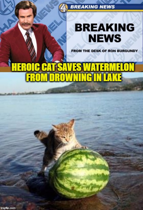 Breaking News | HEROIC CAT SAVES WATERMELON FROM DROWNING IN LAKE | image tagged in funny memes,wmp,cat,watermelon,drowning,breaking bad | made w/ Imgflip meme maker