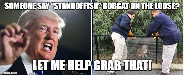 SOMEONE SAY “STANDOFFISH” BOBCAT ON THE LOOSE? LET ME HELP GRAB THAT! | image tagged in bobcat trump | made w/ Imgflip meme maker