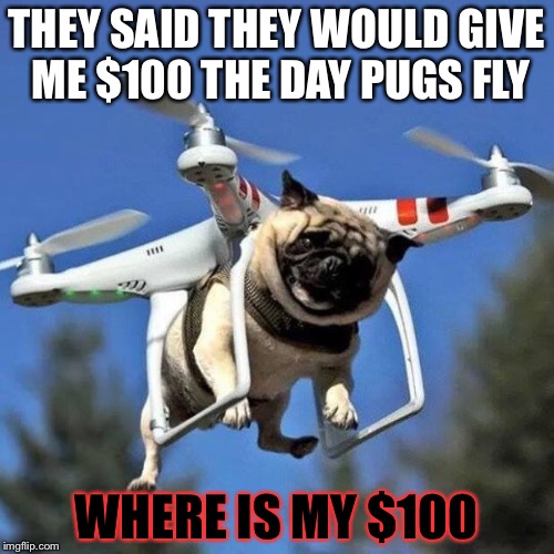 Give me my $100 | THEY SAID THEY WOULD GIVE ME $100 THE DAY PUGS FLY; WHERE IS MY $100 | image tagged in flying pug | made w/ Imgflip meme maker