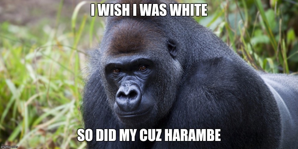 gorrilaa | I WISH I WAS WHITE; SO DID MY CUZ HARAMBE | image tagged in gorrilaa | made w/ Imgflip meme maker