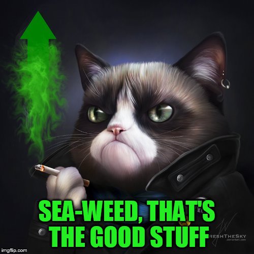 SEA-WEED, THAT'S THE GOOD STUFF | made w/ Imgflip meme maker
