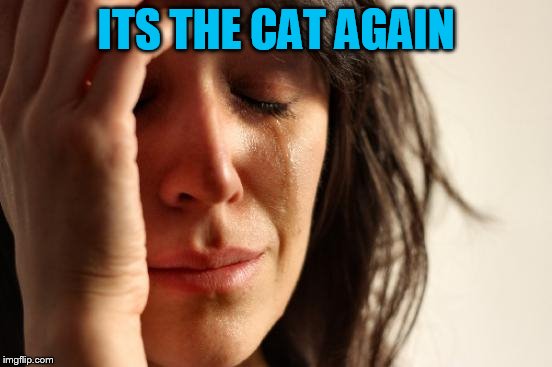 First World Problems Meme | ITS THE CAT AGAIN | image tagged in memes,first world problems | made w/ Imgflip meme maker