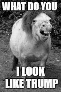 ugly horse | WHAT DO YOU; I LOOK LIKE TRUMP | image tagged in ugly horse | made w/ Imgflip meme maker