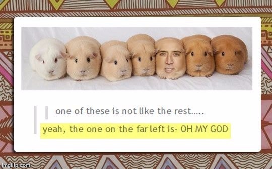 one of these things is not like.... | image tagged in funny,memes,nicolas cage,bugs bunny | made w/ Imgflip meme maker