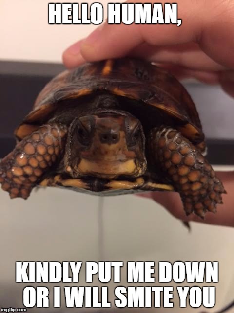 Hello human | HELLO HUMAN, KINDLY PUT ME DOWN OR I WILL SMITE YOU | image tagged in turtle,i smite thee | made w/ Imgflip meme maker
