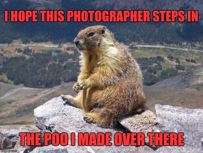 marmotsitting | I HOPE THIS PHOTOGRAPHER STEPS IN; THE POO I MADE OVER THERE | image tagged in marmotsitting,memes | made w/ Imgflip meme maker