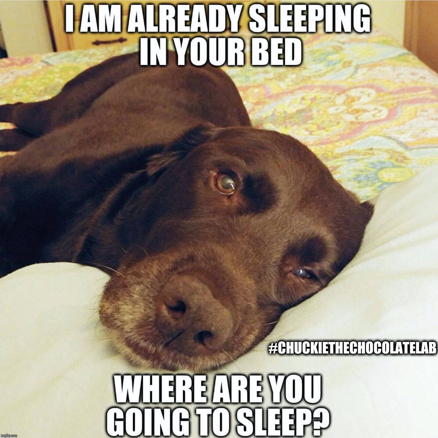 Where are you going to sleep?  |  #CHUCKIETHECHOCOLATELAB | image tagged in chuckie the chocolate lab,funny,dogs,memes,sleepy,bedtime | made w/ Imgflip meme maker