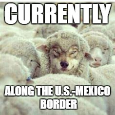 Sheep just got real | CURRENTLY; ALONG THE U.S.-MEXICO BORDER | image tagged in sheep just got real | made w/ Imgflip meme maker