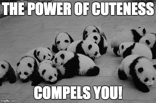 Panda Squad | THE POWER OF CUTENESS; COMPELS YOU! | image tagged in panda squad | made w/ Imgflip meme maker
