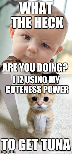 WHAT THE HECK; ARE YOU DOING? I IZ USING MY CUTENESS POWER; TO GET TUNA | image tagged in cats,desire | made w/ Imgflip meme maker