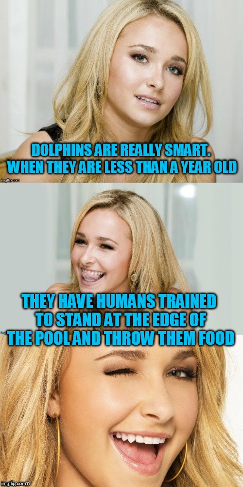Bad Pun Hayden Panettiere | DOLPHINS ARE REALLY SMART. WHEN THEY ARE LESS THAN A YEAR OLD; THEY HAVE HUMANS TRAINED TO STAND AT THE EDGE OF THE POOL AND THROW THEM FOOD | image tagged in bad pun hayden panettiere | made w/ Imgflip meme maker