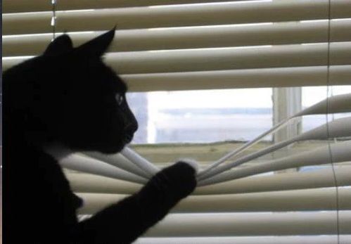 cat looking through window Blank Meme Template