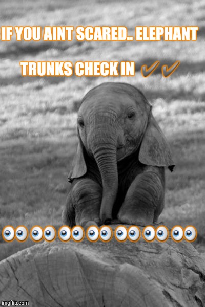 Baby Elephants are sad | IF YOU AINT SCARED..
ELEPHANT TRUNKS CHECK IN  ✔✔; 👀👀👀👀👀👀👀 | image tagged in baby elephants are sad | made w/ Imgflip meme maker