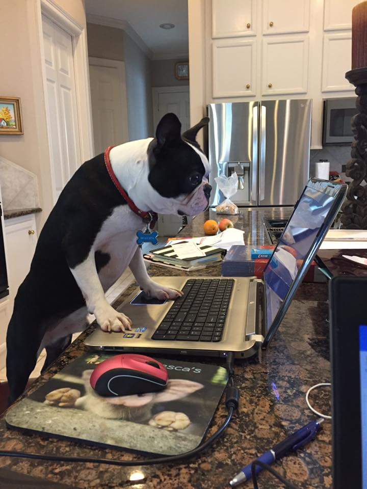 Boston Terrier computer Blank Meme Template