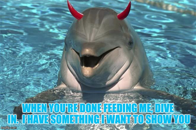 NSFW Dolphin | WHEN YOU'RE DONE FEEDING ME, DIVE IN.  I HAVE SOMETHING I WANT TO SHOW YOU | image tagged in memes,dolphin,marine world,sea world,seaworld | made w/ Imgflip meme maker