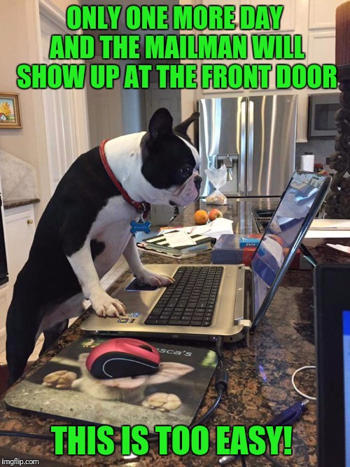 And I'll get a case of pupperonis!  | ONLY ONE MORE DAY AND THE MAILMAN WILL SHOW UP AT THE FRONT DOOR; THIS IS TOO EASY! | image tagged in funny,funny dogs | made w/ Imgflip meme maker