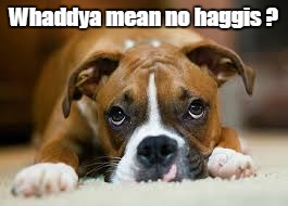 But I was in the mood for sheep intestine! | Whaddya mean no haggis ? | image tagged in memes,cute dog | made w/ Imgflip meme maker
