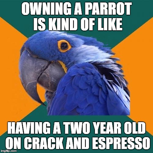 Paranoid Parrot Meme | OWNING A PARROT IS KIND OF LIKE; HAVING A TWO YEAR OLD ON CRACK AND ESPRESSO | image tagged in memes,paranoid parrot | made w/ Imgflip meme maker