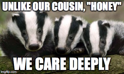American Badgers DO Care | UNLIKE OUR COUSIN, "HONEY"; WE CARE DEEPLY | image tagged in badger,meme | made w/ Imgflip meme maker