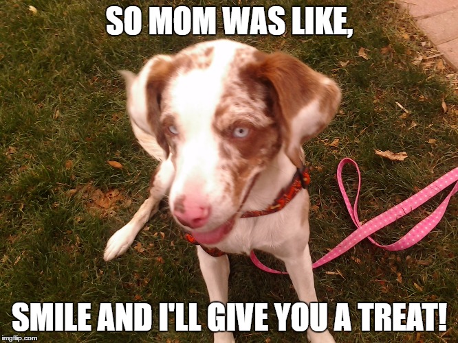 Life as a dog (number two meme) | SO MOM WAS LIKE, SMILE AND I'LL GIVE YOU A TREAT! | image tagged in dogs,bad pun dog | made w/ Imgflip meme maker