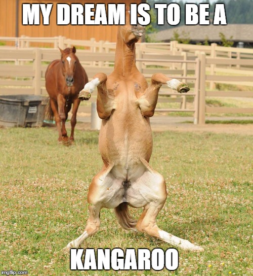 Horse | MY DREAM IS TO BE A; KANGAROO | image tagged in horse | made w/ Imgflip meme maker