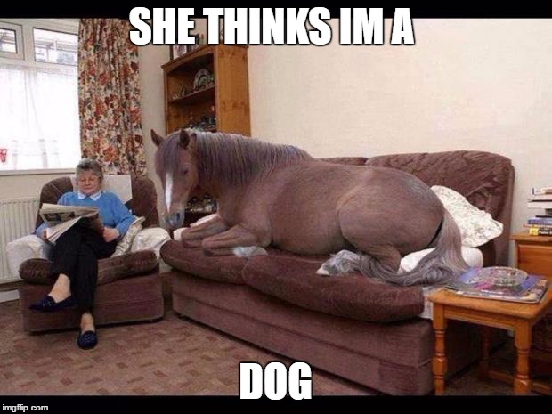 coldhorse | SHE THINKS IM A; DOG | image tagged in coldhorse | made w/ Imgflip meme maker