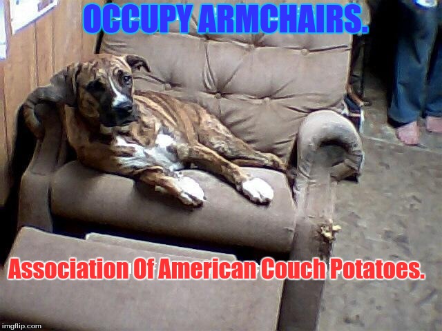 OCCUPY ARMCHAIRS. Association Of American Couch Potatoes. | image tagged in pets | made w/ Imgflip meme maker