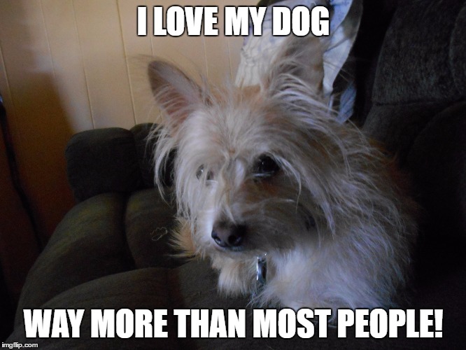 I Love My Dog | I LOVE MY DOG; WAY MORE THAN MOST PEOPLE! | image tagged in cute dog | made w/ Imgflip meme maker