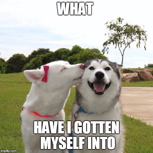 Dogs Kissing | WHAT; HAVE I GOTTEN MYSELF INTO | image tagged in dogs kissing | made w/ Imgflip meme maker