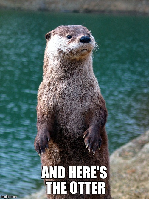 As promised  | AND HERE'S THE OTTER | image tagged in imgflip | made w/ Imgflip meme maker