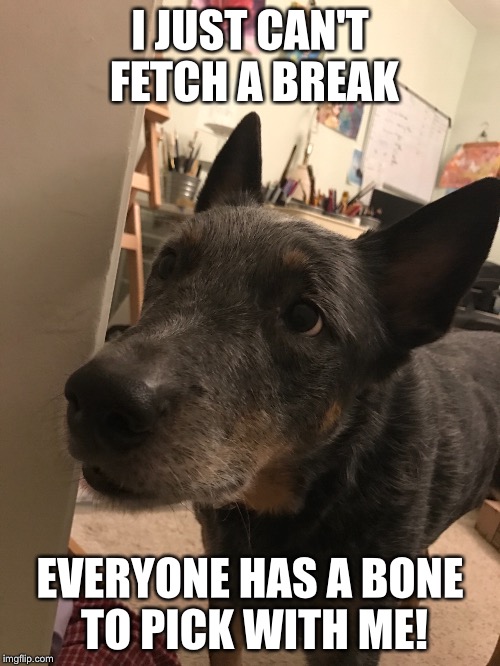 Depressed blue heeler: a meme featuring my dog! | I JUST CAN'T FETCH A BREAK; EVERYONE HAS A BONE TO PICK WITH ME! | image tagged in dog,bad pun dog,depression dog | made w/ Imgflip meme maker