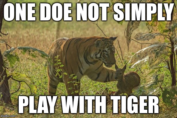 One letter off | ONE DOE NOT SIMPLY; PLAY WITH TIGER | image tagged in memes,bad puns,animals,funny animals | made w/ Imgflip meme maker